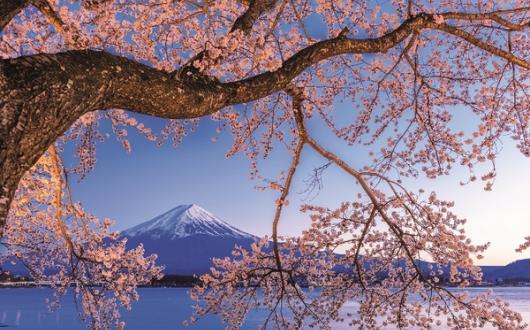 Japan's iconoc Mt Fuji is a hightlight of the programme (Credit: Scenic Luxury Cruises and Tours)