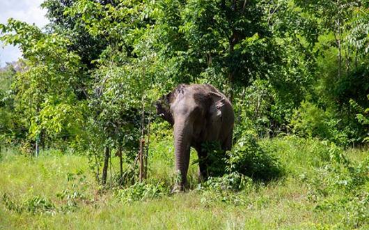 ‘When it comes to animal welfare in tourism, the onus is on us to do the right thing’