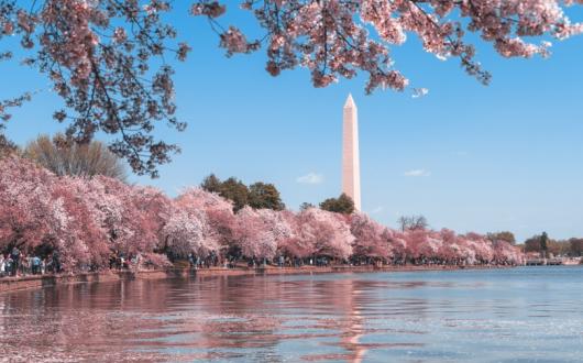 The city dazzles in cherry blossom season (Credit: Andy He / Unsplash)