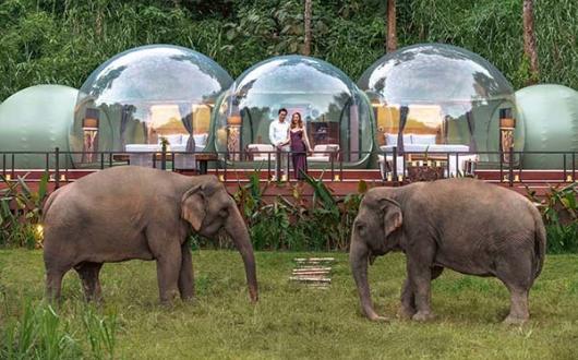 WEBElephants_around_Jungle_Bubble_Lodge_1_METhumb.jpg