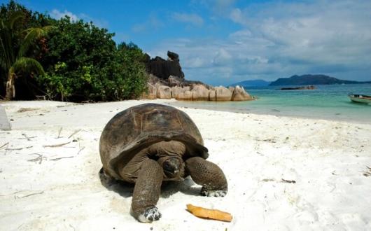 Seychelles tortoise