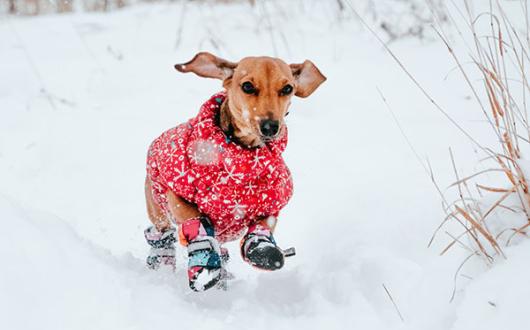 Dogs can join their owners on holiday with PetsPyjamas Credit: Unsplash