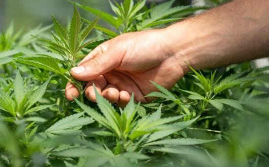 (Credit: Crystalweed / Unsplash)