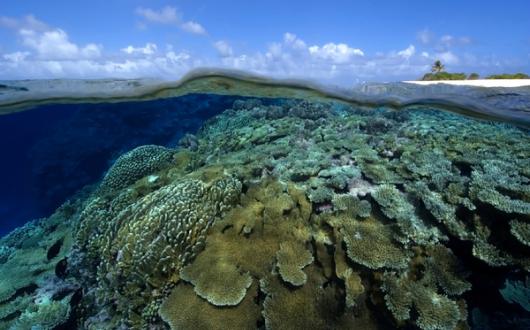 (Credit: IUCN Photo Library / Andre Seale)