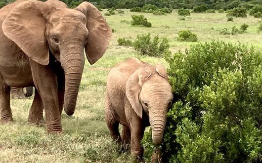 Elephants South Africa © Sara Macefield