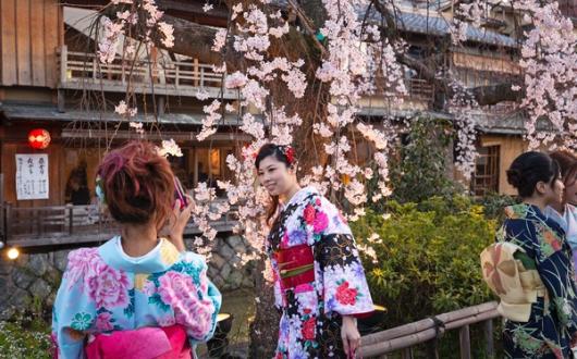 InsideJapan_Kyoto_cherry_blossom.jpg