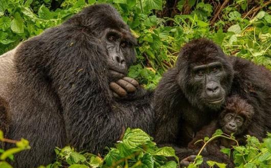 Silverback_female_and_baby_gorilla_of_Mubare_Group_MPreview._Photo_b.jpeg