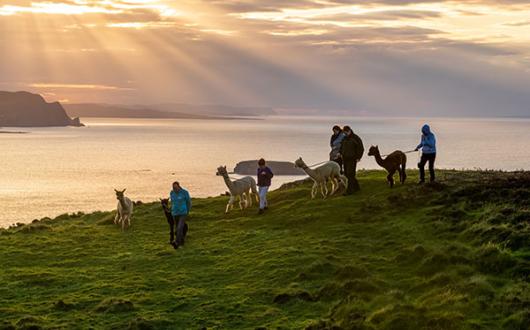 Join Wild Alpaca Way for a walk along Malin Head in County Donegal (Credit: Gareth Wray)