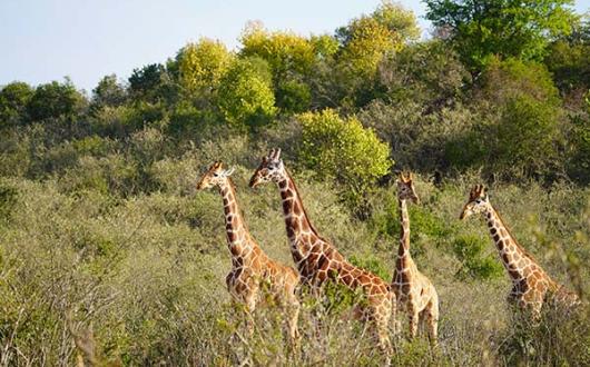 Giraffes are just some of the wildlife living in the Suyian Conservancy in north-western Laikipia, where &Beyond will open in 2025