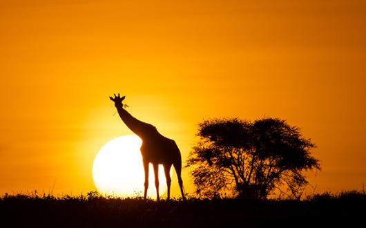 Guests staying at the new new camps will witness a variety of wildlife