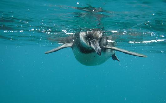 Penguin