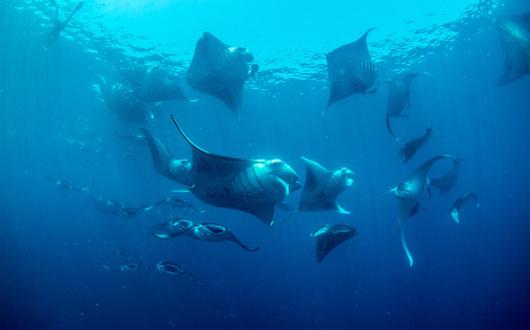 Mass_Feeding_mantas_Raa_Atoll_Maldives_2017_Simon_Hilbourne_2_METhumb.jpg