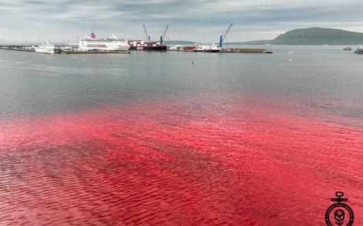 Cruise passengers bear witness to aftermath of brutal whale slaughter