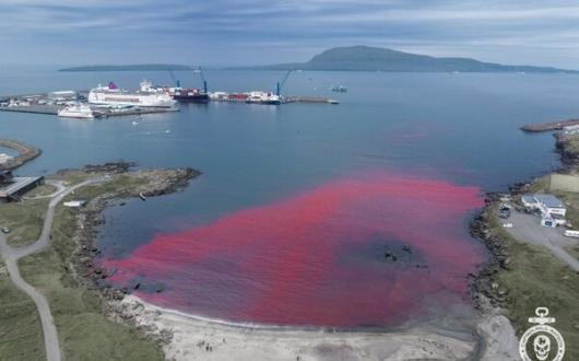 Cruise passengers bear witness to aftermath of brutal whale slaughter