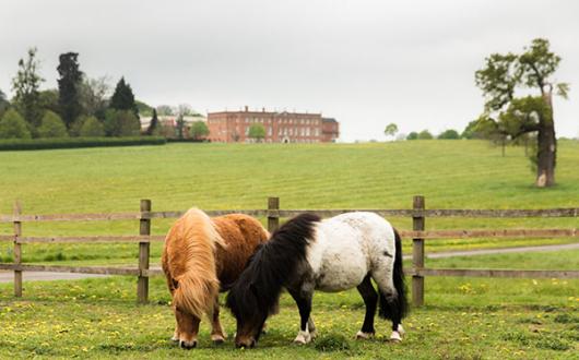  Milo and Dougal the Shetland ponies live at the onsite equestrian centre