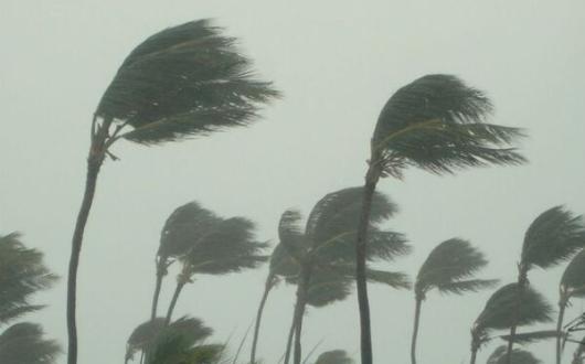 Hurricane, storm, wind, weather, palm trees, stock