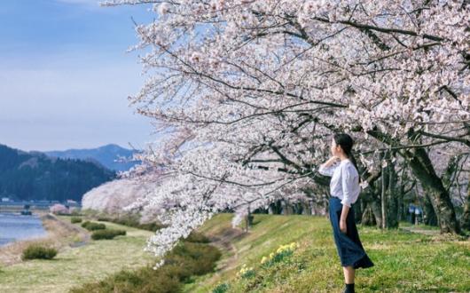 crop_The sakura (cherry blossom) at Hinokinai riverside in Kakunodate, Tohoku image credit - Akita Prefecture Tourism Board.jpg