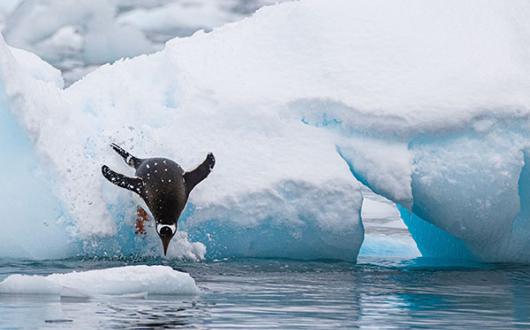 Antarctica was one of the first destinations Wildfoot sold when it launched 34 years ago 