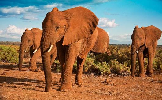 The fourth TTG Sustainable Travel Ambassadors workshop focused on animal welfare