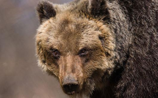 The Apennines Marsican Bear Heritage Area in Italy focuses on the critically endangered Marsican brown bear. Credit: Bruno D'Amicis
