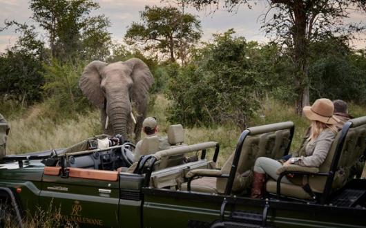 crop_rm-experience-game-drive-elephant (2).jpg