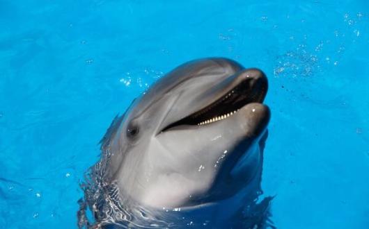 Dolphin photo: Fabrizio Frigeni on Unsplash