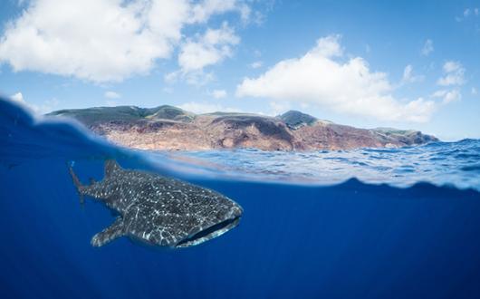 A whale shark off St Helena's coast