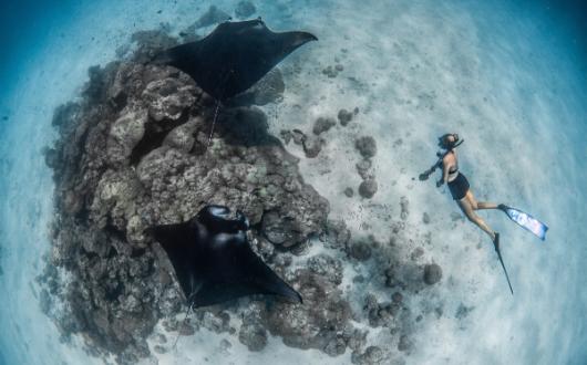 Manta_rays_Maldives_c_Simon_Hilbourne.jpg