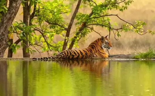 Cox & Kings-tiger travel