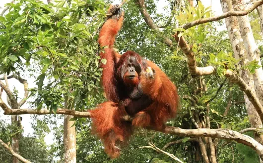 Sarawak's rainforests are home to orangutans