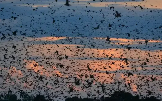 Bat migration
