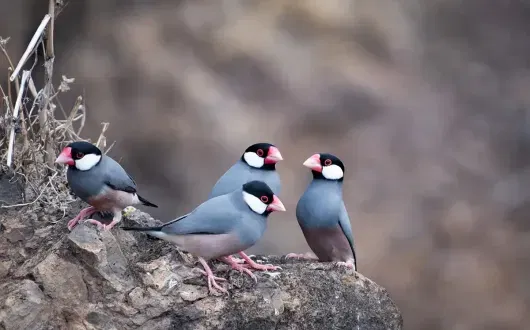 Java sparrows can be spotted across the island, including in Jamestown (Credit: Diana Jarvis)