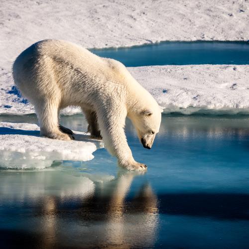 Polar bear on the ice
