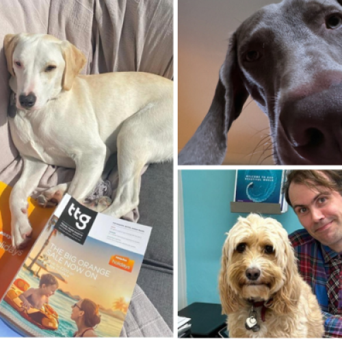 Image of three dogs owned by travel agents