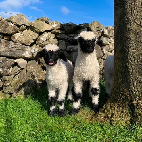 Lambs by a stone wall 