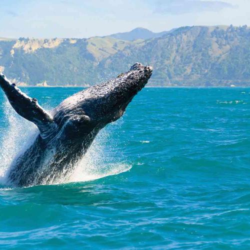 Kaikoura-Humpback-Whale-Credit-Shutterstock.jpg
