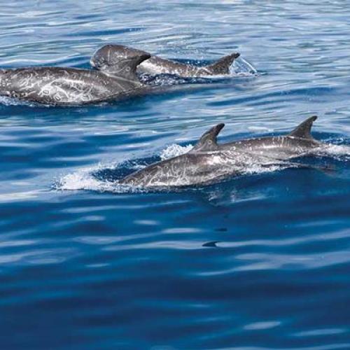 Taiwan-dolphins-iStock-502819047_METhumb.jpg