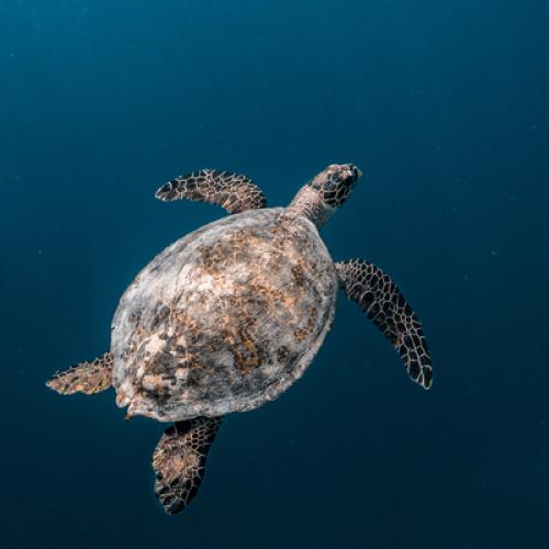 Hawksbill_Turtle_Picture_Credit_Mohamed_Rizhan_METhumb.JPG