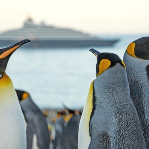 crop_CTP_Scenic_Eclipse___Falklands_King_Penguins_1___Niko_Paulin1.jpg