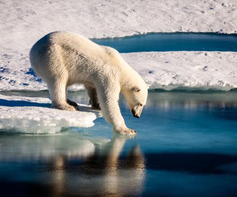 Polar bear on the ice