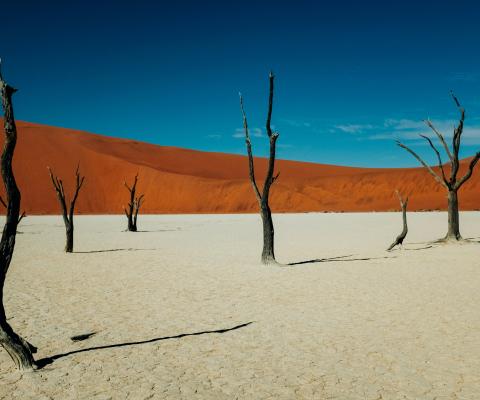 Withered trees in Deadvlei, Sossusvlei, Namibia