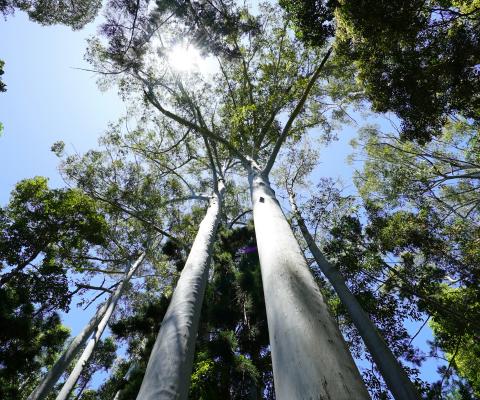 How to cut your carbon footprint