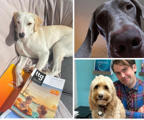 Image of three dogs owned by travel agents