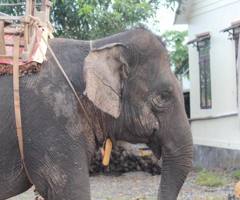 Elephant Ta Nuon was rescued from a riding camp in Vietnam