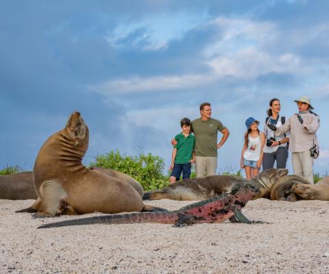 Seal on a beach with family and guide watching behind