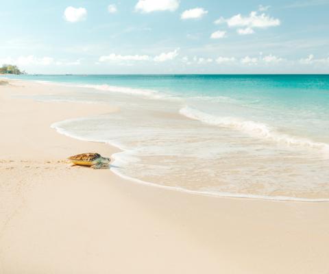 Turtle on a Cayman Islands beach