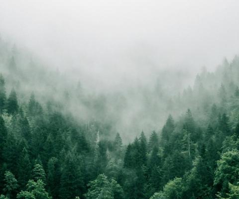 Inghams and Santa's Lapland has published a new Nature and Climate action plan