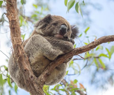 Koala sleeping in tree