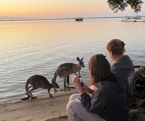 Kangaroos at sunrise in Noosa