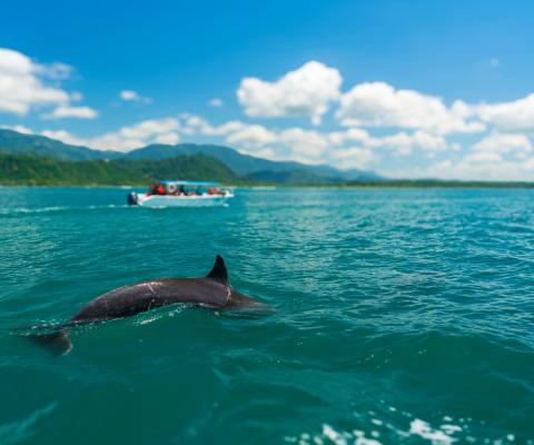 A group observes a dolphin from a distance
